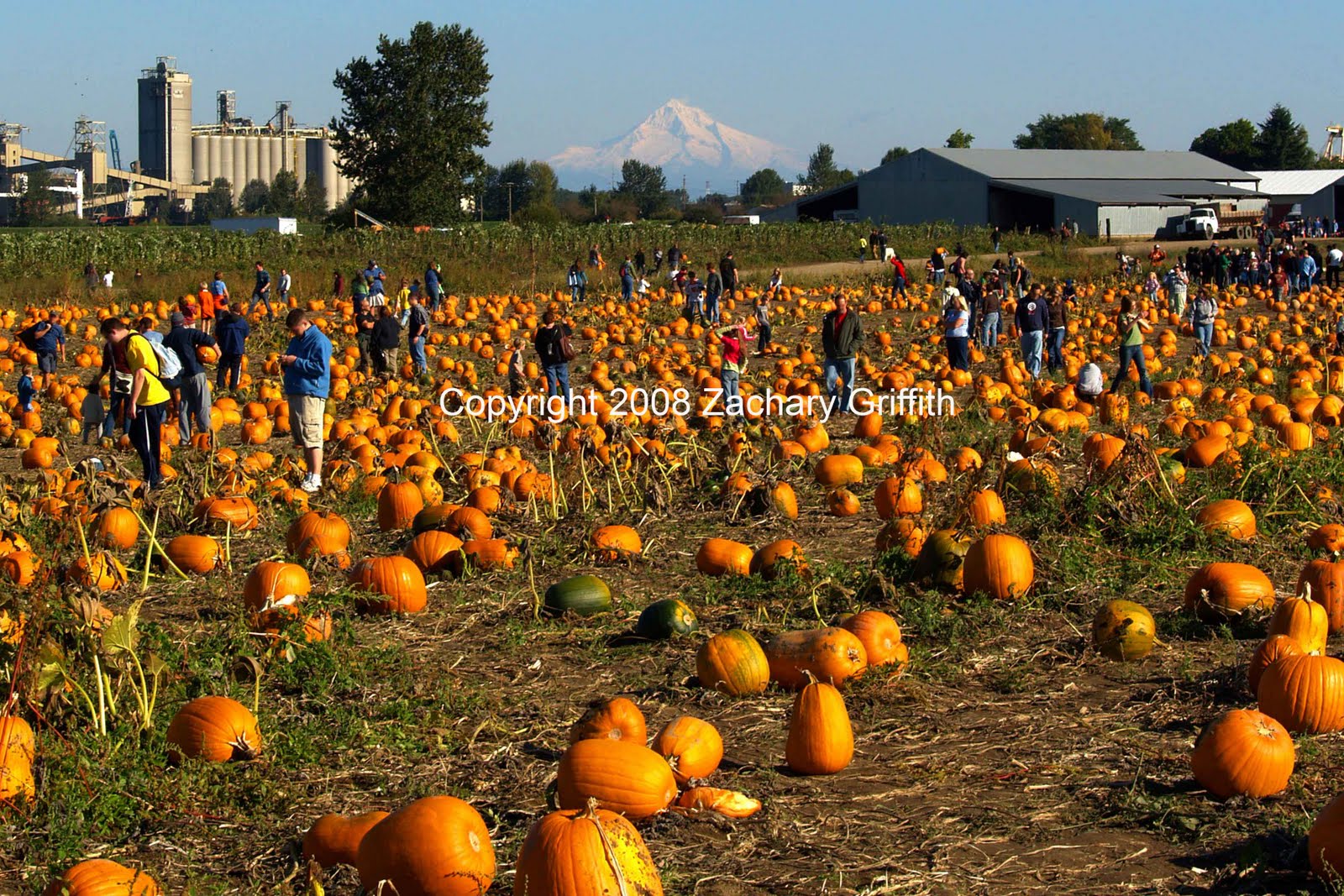 Pumpkin Patch Background