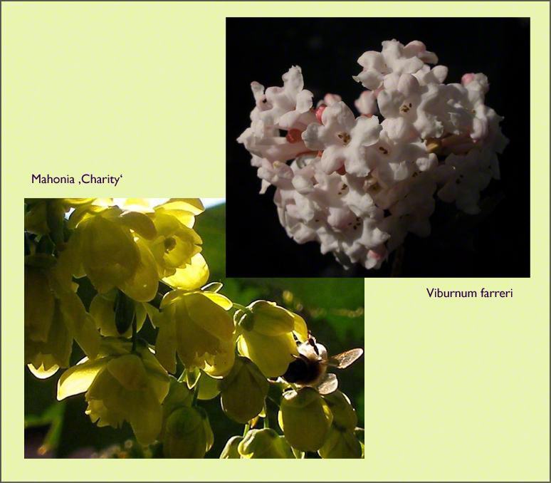 Viburnum Farreri Stock Photos Viburnum Farreri Stock Images Alamy