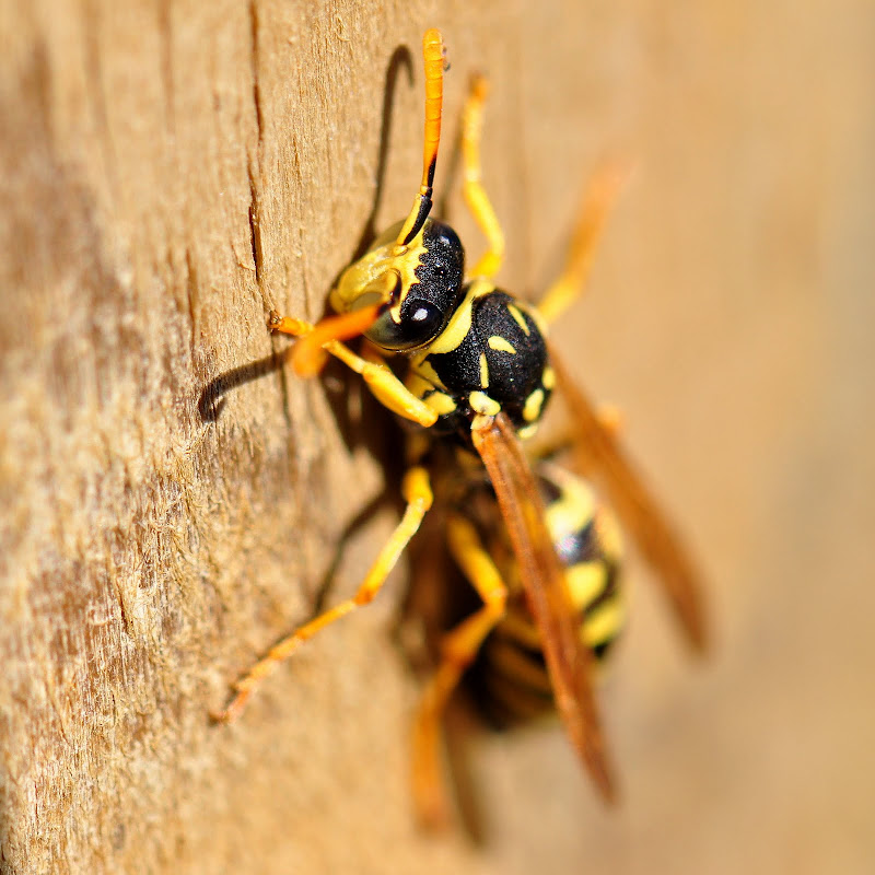 Nikon D90 + Micro Nikkor 105 VR a 105 (157) mm • ISO 200 • 1/250 • f/11