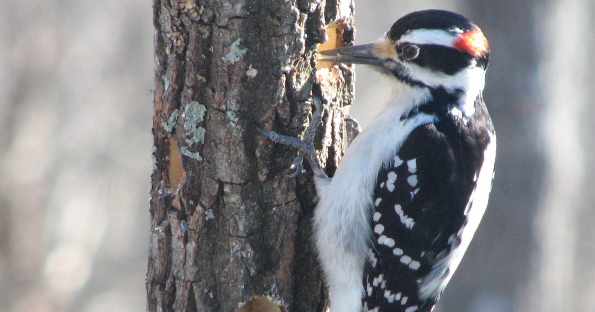 from the Tennessee Plateau: Woodpeckers