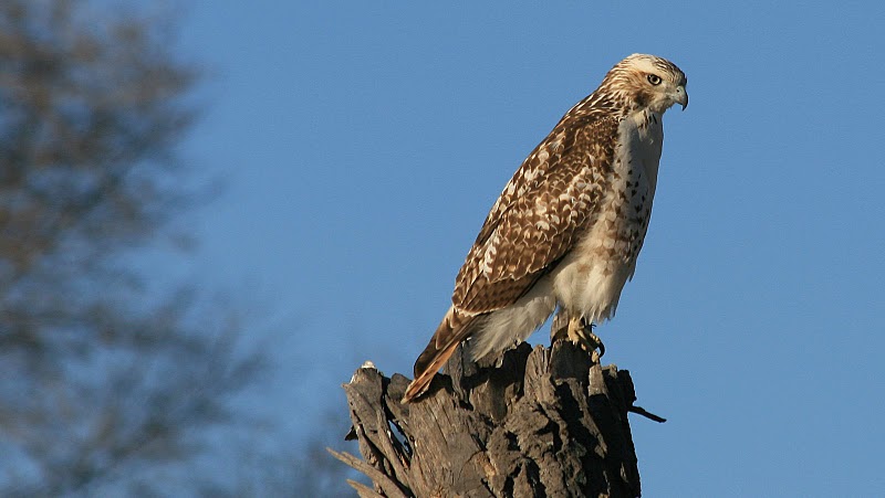 [Red-tailed+Hawk.JPG]