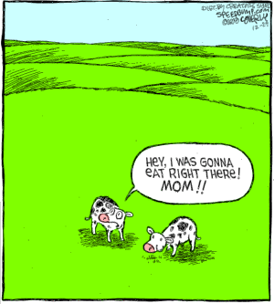[cows.gif]
