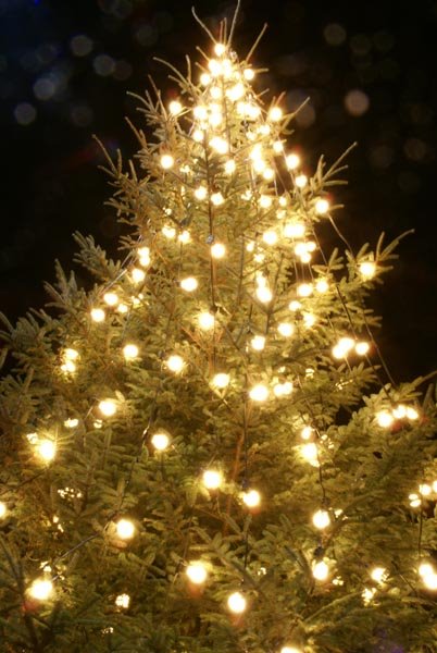 [90_15_57---Christmas-Tree_web.jpg]