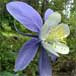 COLORADO COLUMBINE