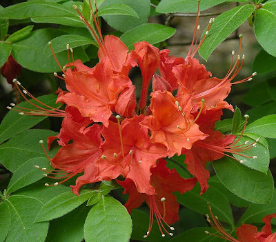 Rhododendron Flammeum Oconee Azalea Care And Culture