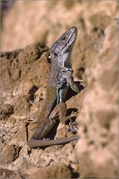 Lagarto Ocelado