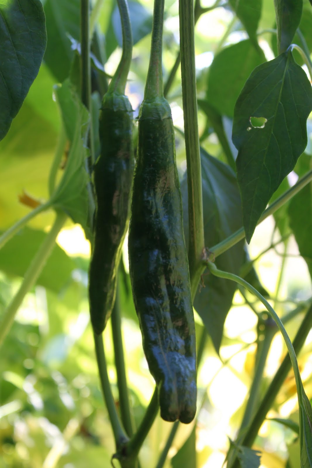 Niki Jabbour The Year Round Veggie Gardener The bounty of summer and