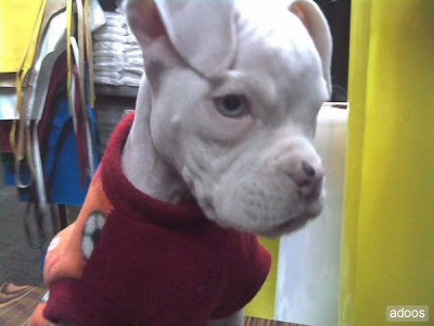 Albino Boxer