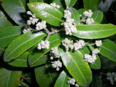 Leaves Of Myrtle