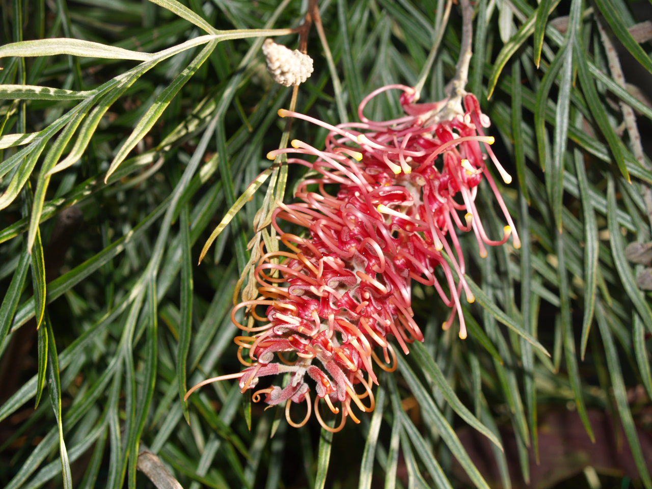 Grevillea Flamingo