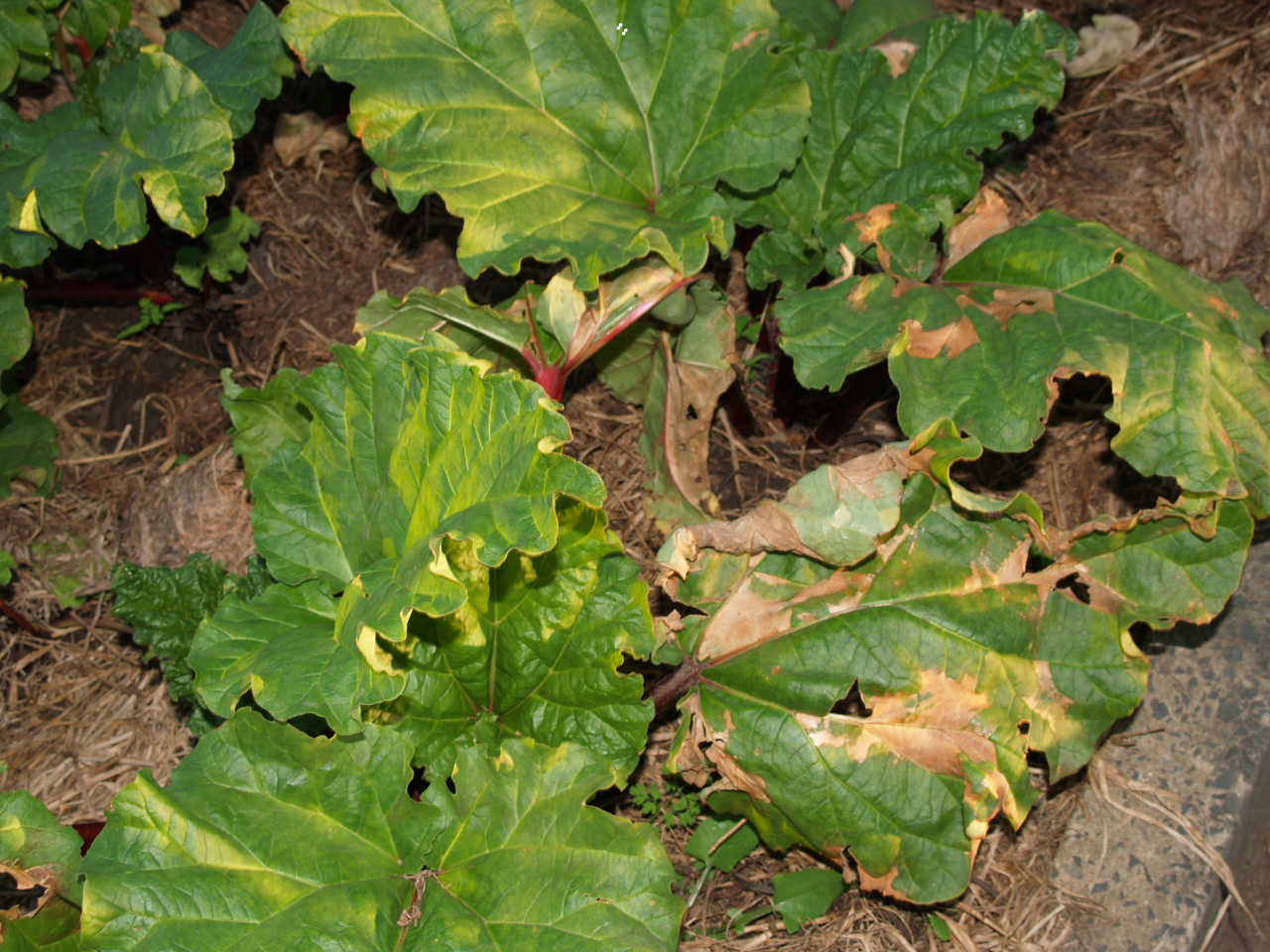 Florez Nursery Plant pathologyLeaf spot diseases on Rhubarb