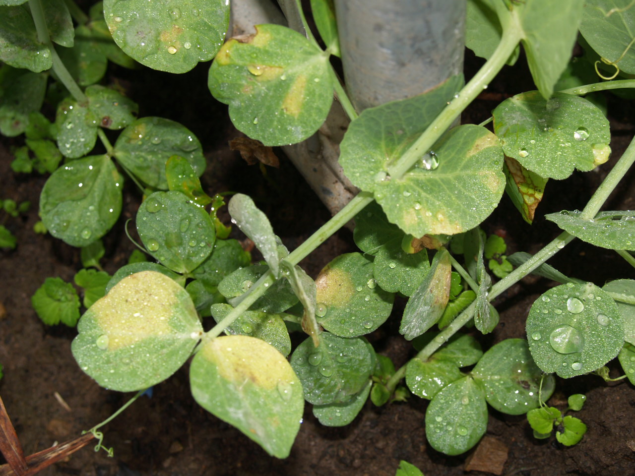 Florez Nursery Plant pathology Problems with peas