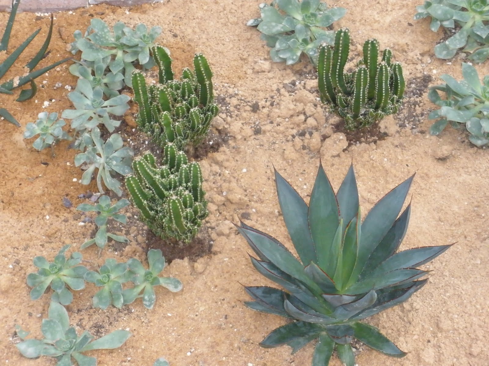[cacti.jpg]