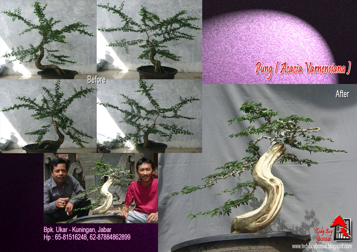 Bonsai Tedy Boy Bonsai Bali INDONESIA europe usa america european JAPAN