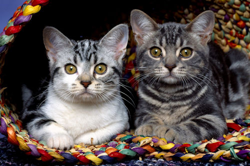 Fotos de gatitos que te harán reir (21 elementos)