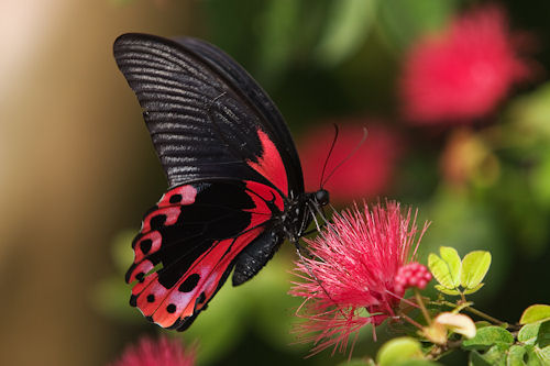 20 de las más hermosas mariposas en el mundo