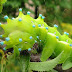 idool Los insectos de mi jardín IV (8 fotos tipo macro)