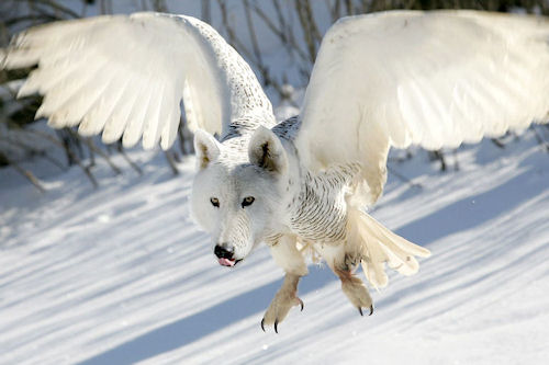 Animales increíbles I (Fotomanipulaciones en Photoshop)