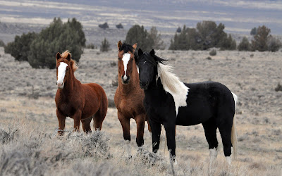 Fotografías de caballos I (hermosos equinos de pura sangre)