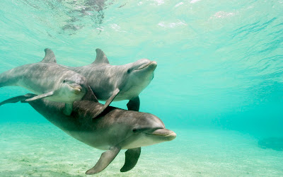 Animales que viven en el fondo del mar como Peces, tortugas, estrellas, etc.