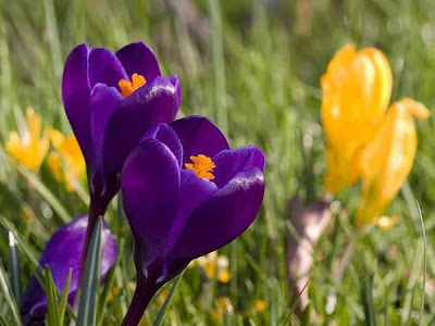 spring crocus