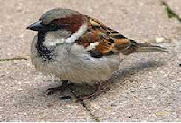 a Sparrow
