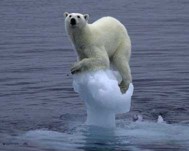 stranded Polar Bear