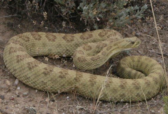 [Gateway_rattler.jpg]