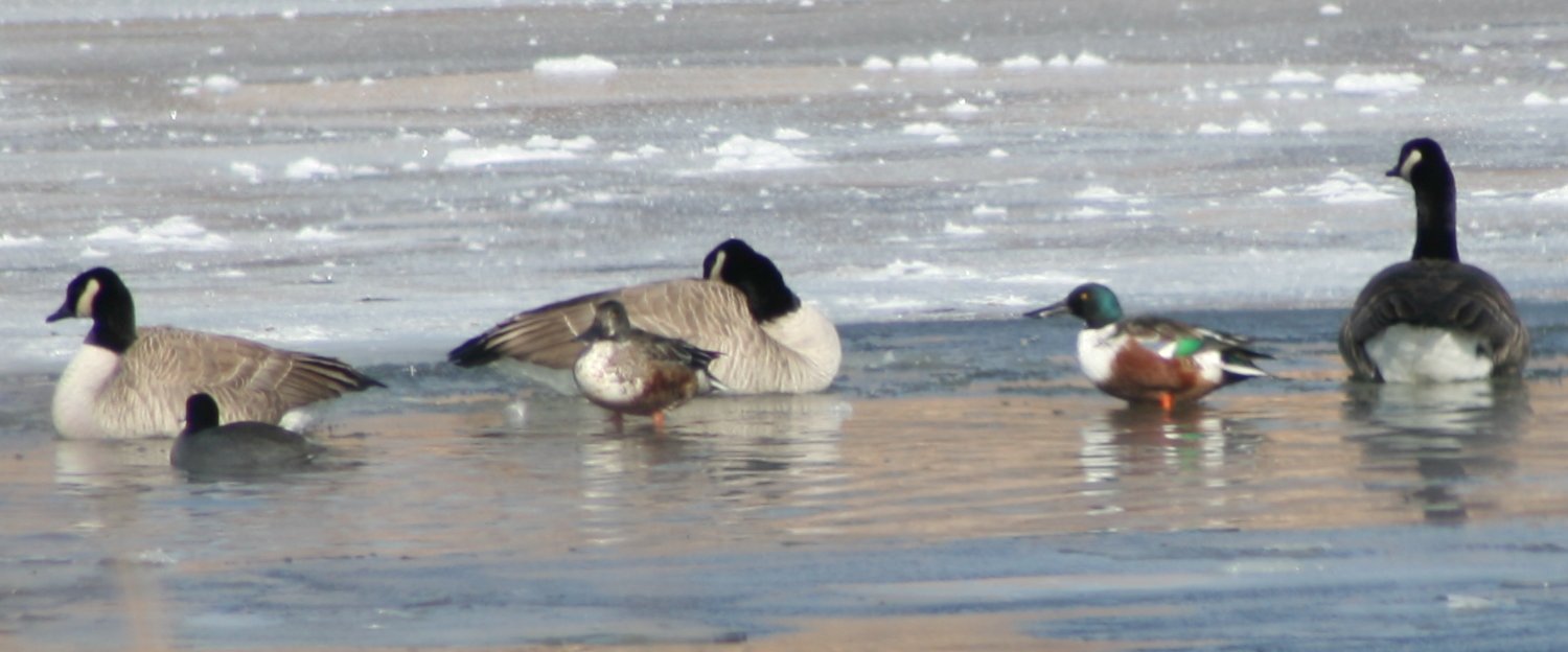 [nshovelers_geese.jpg]