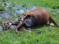 [cattle+mutilation.jpg]