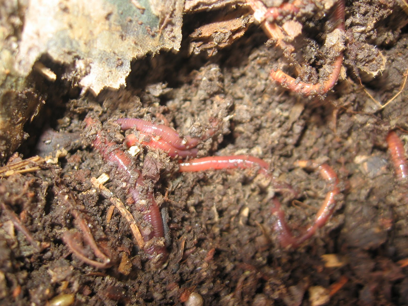 earthworm larvae