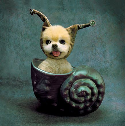 Cutest  Pictures  on For Snail  Cutest Dog Ever Or Is It A Snail