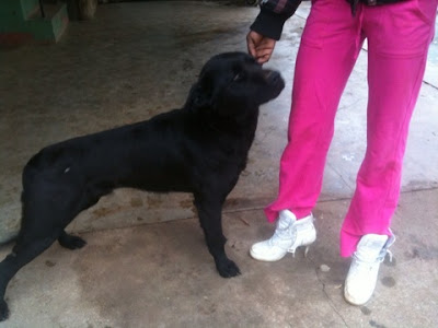 and is a black lab mix