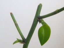 Muda de orqudea Phalaenopsis Muda de orqudea Phalaenopsis