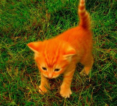 Flamepaw of RC Ginger+kitten+1