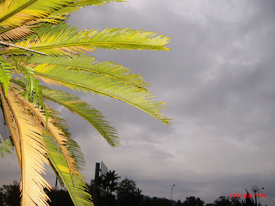 Daun Kelapa