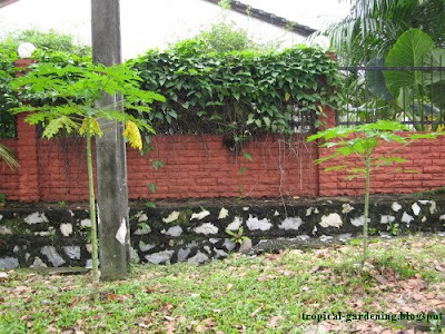 organic papaya tree malaysia