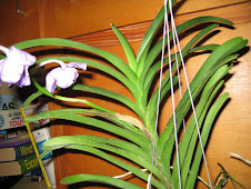 vanda