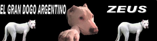 Dogo Argentino