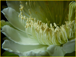 Cactus flower - night bloomer