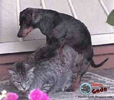 Animais fazendo Sexo