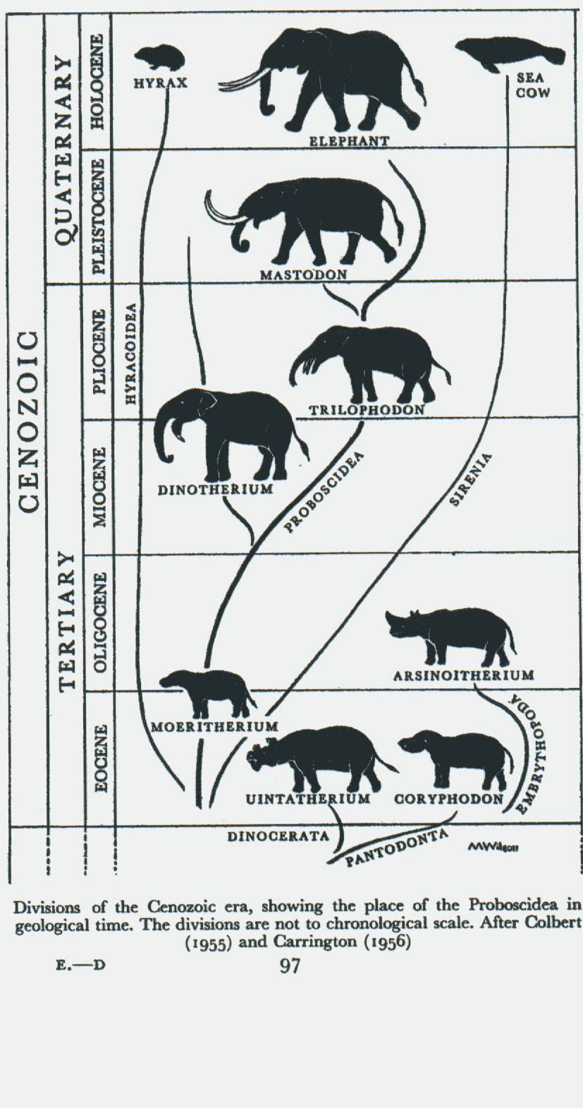 Tree disney animal kingdom orlando walt walk ALL SPECIAL ANIMAL KINGDOM: exclussive animal picture-snake