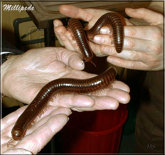 Millipede Pics