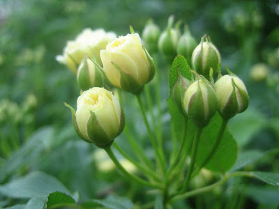 モッコウバラはバナナの香り