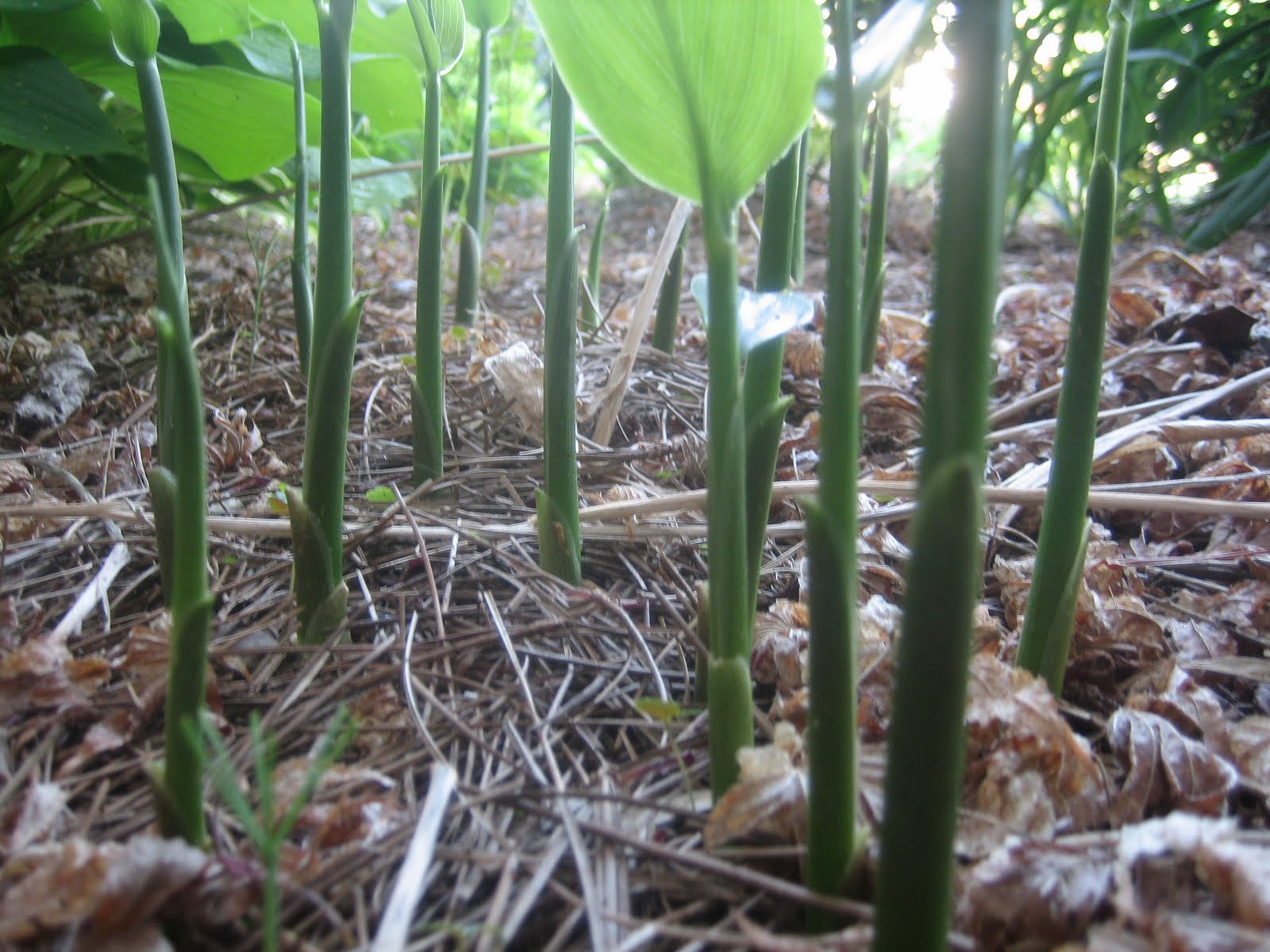 ミョウガに期待