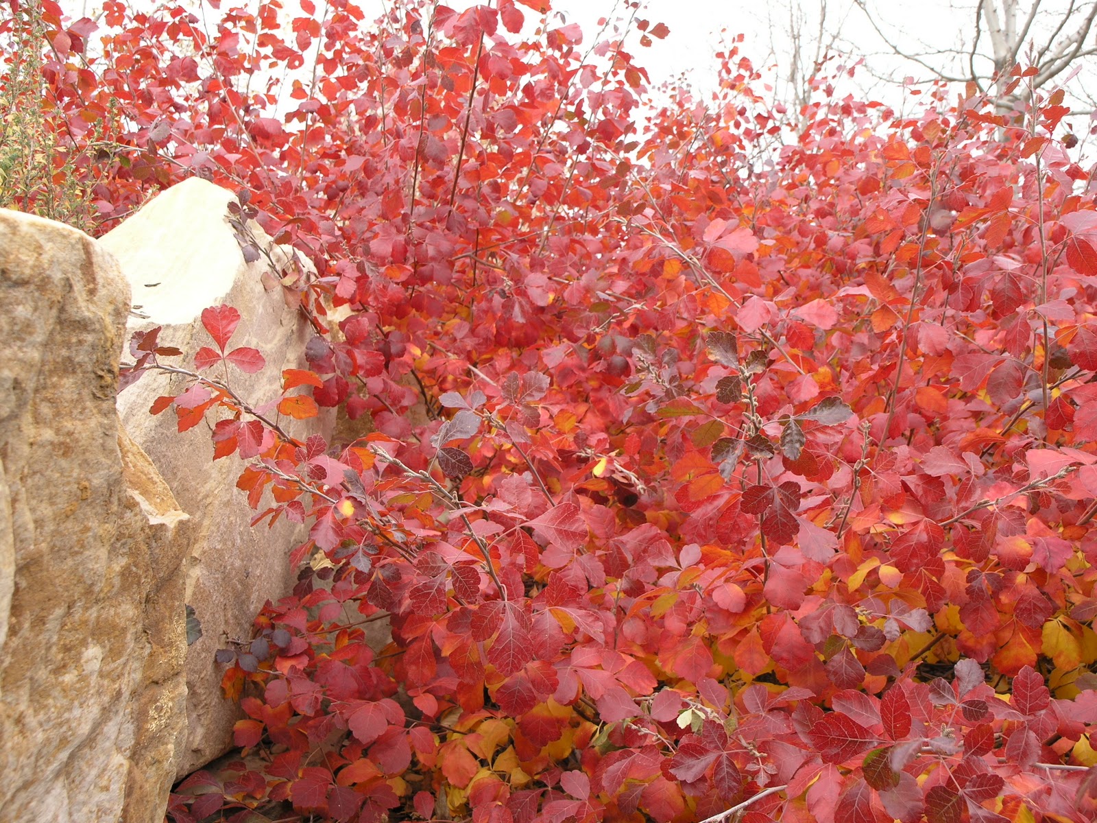 Low Grow Sumac