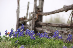 Texas Bluebonnets