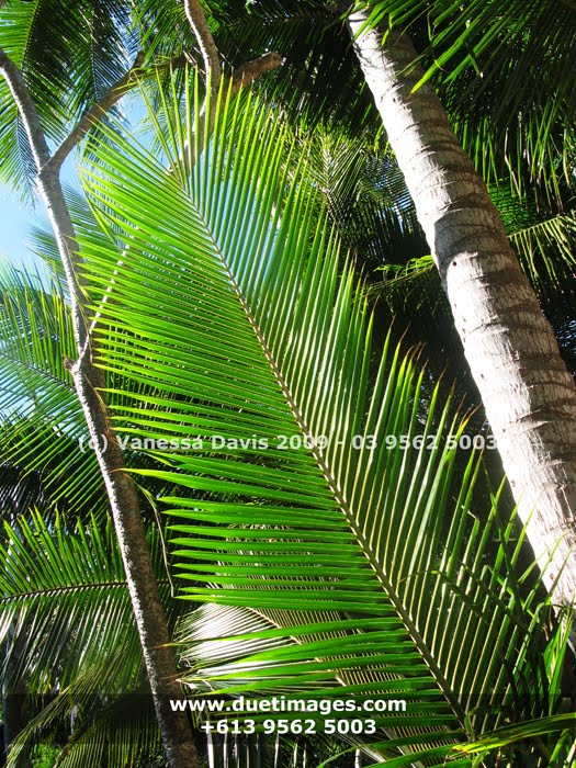 [22+palms.jpg]