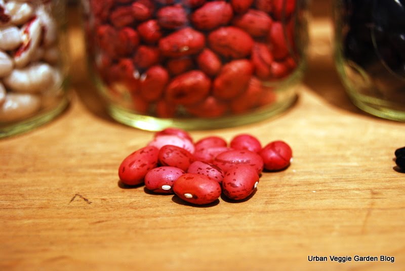 Vermont Cranberry Bean