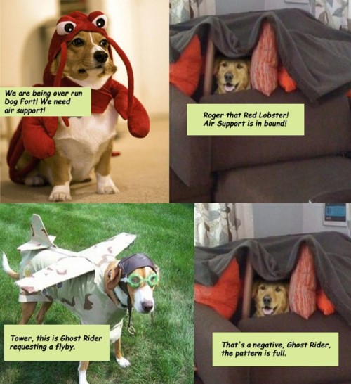 Lobster-dog-to-dog-fort.jpg